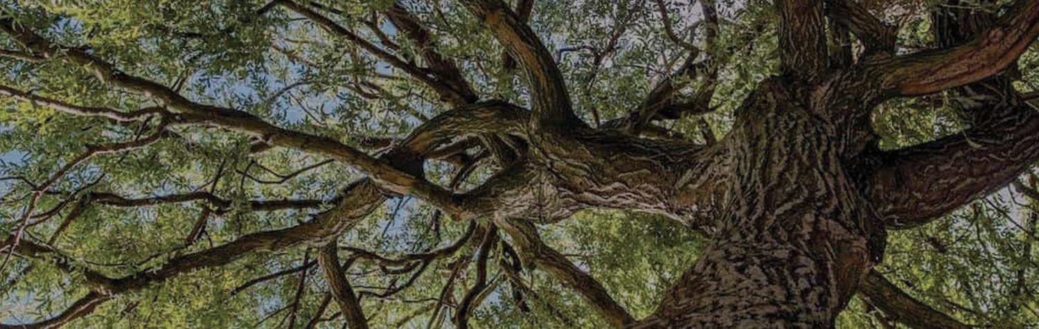 Branches Summit